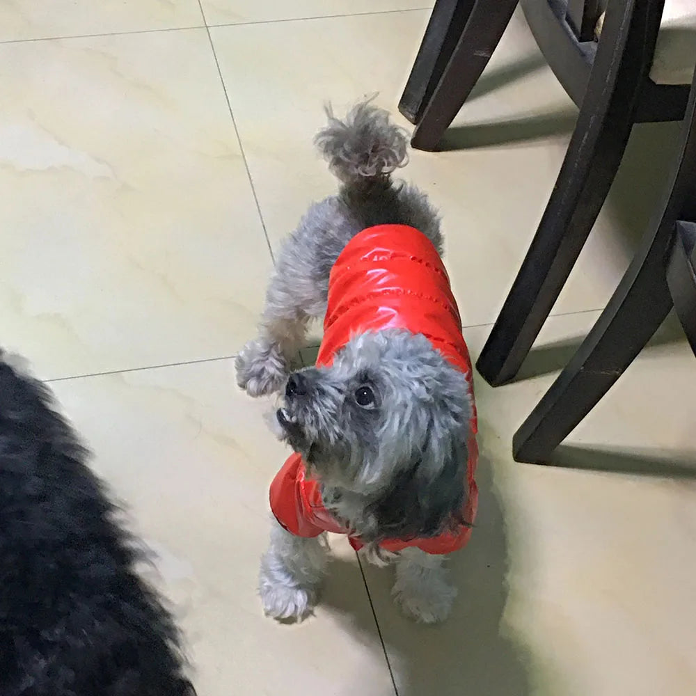 Waterproof Shiny Leather Clothes for Small Dogs Cats