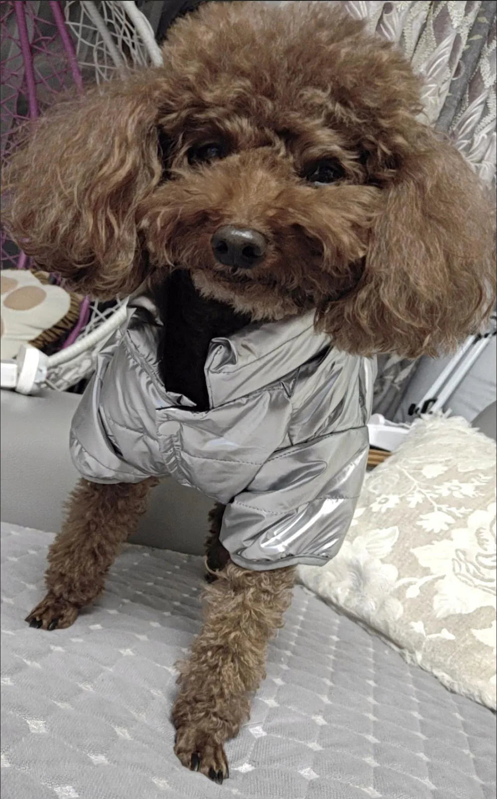 Waterproof Shiny Leather Clothes for Small Dogs Cats